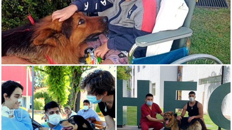 Recibieron las mascotas de los pacientes con fines terapéuticos